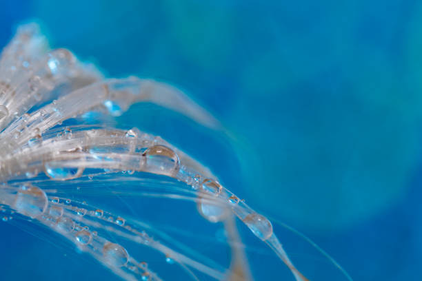 istock Abstract macro water drops on a silky seed pod with vivid blue background 1217181669