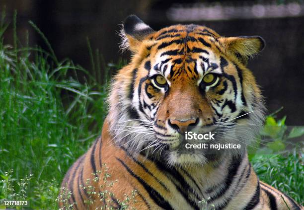 눈 Bored 호랑이 인도호랑이에 대한 스톡 사진 및 기타 이미지 - 인도호랑이, 야생 생물 보호 구역, 검은색