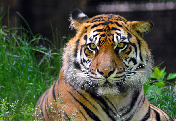 istock Eye of the Bored Tiger 121718173