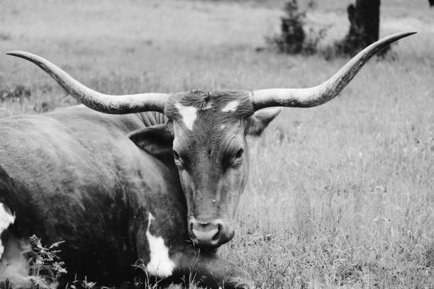 istock Texas Longhorn cow laying in grass 1217182946