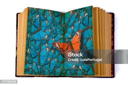 istock Open Book with Butterflys 1217183260