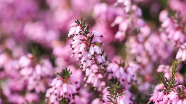 Pink Erica carnea flowers (winter Heath) in the garden in early spring Pink Erica carnea flowers (winter Heath) in the garden in early spring. Floral background, botanical concept erica flower stock pictures, royalty-free photos & images