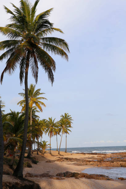 istock tropical beach in northeast Bahia, Brazil 1217183328