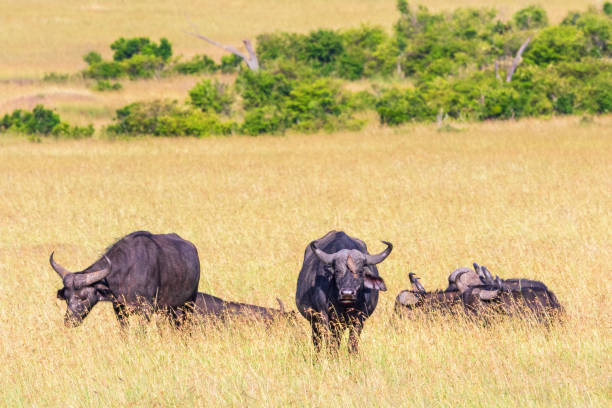 istock Buffalos at the grass savanna in Africa 1217183542