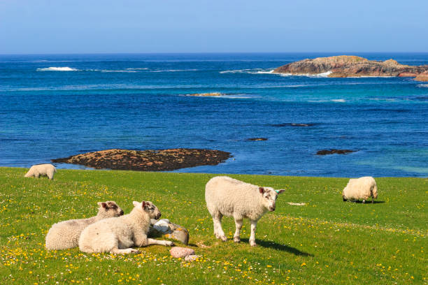красивый вид на море и овец на лугу в ионе, шотландия - iona стоковые фото и изображения