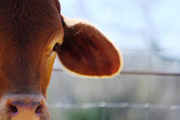 istock Red Brahman crossbred calf portrait 1217184341
