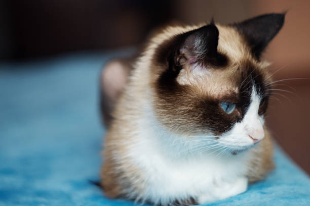 istock cat breed snowshoe sitting on blue background. selective focus , close up 1217184356