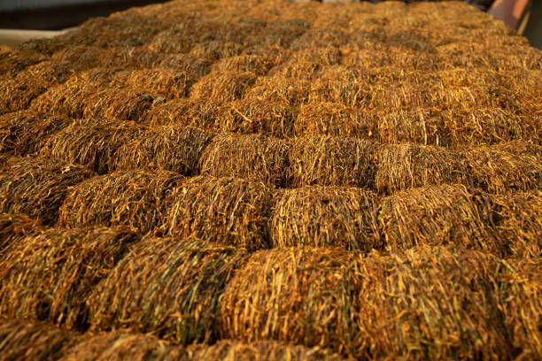 istock Dry tobacco. 1217184552