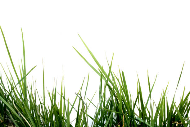 istock Fresh Green Lawn Grass on a White Background 1217184557