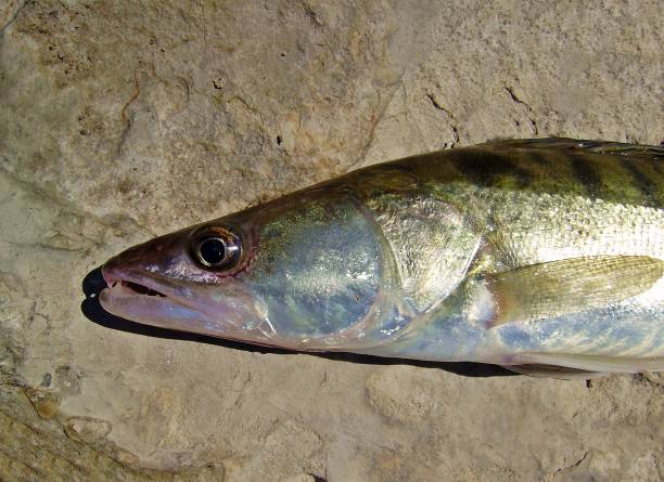 istock Side view of a Zander head. 1217184675
