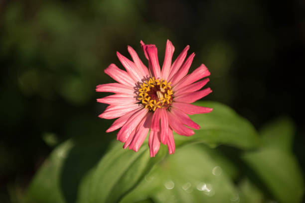 istock zinnia  flower in nature garden 1217184894