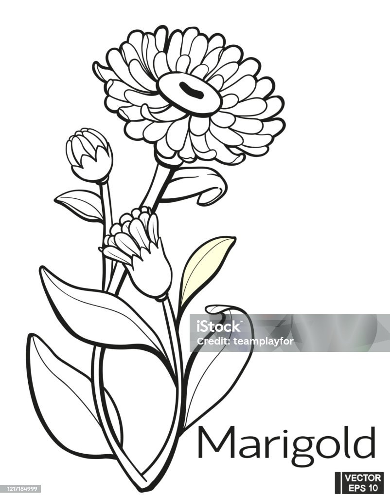 Hoa Cúc Vạn Thọ Đồng Cỏ Hoa Tay Vẽ Phong Cách Cổ Điển Hình minh họa Sẵn có  - Tải xuống Hình ảnh Ngay bây giờ - iStock