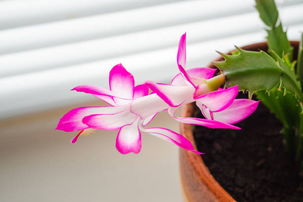 Close-up of Schlumbergera pink flower on green leaf in brown clay pot, selective focus. Close-up of Schlumbergera pink flower on green leaf in brown clay pot, selective focus zygocactus truncatus stock pictures, royalty-free photos & images