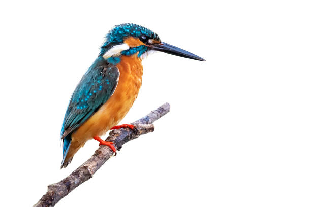 istock Image of common kingfisher (Alcedo atthis) perched on a branch isolated on white background. Bird. Animals. 1217186264