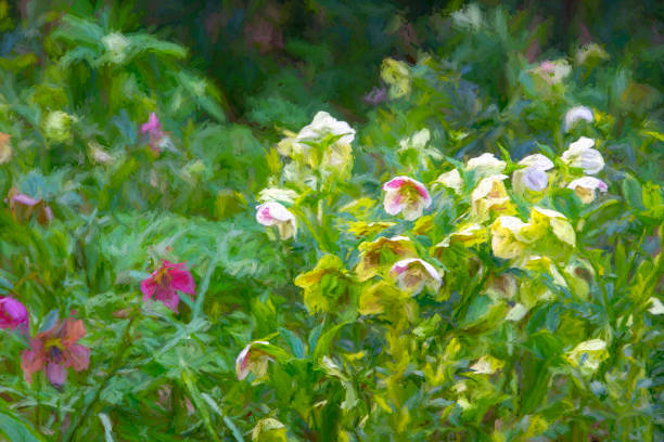 Hellebores in public park, they are heavily post processed to give a painterly effect ideal for greetings cards.