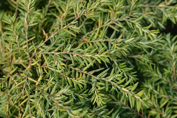 Eastern hemlock Jeddeloh branch - Latin name - Tsuga canadensis Jeddeloh