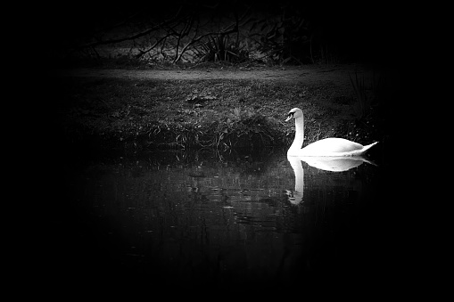 An atmospheric shot of a mute swan gliding across a lake with a heavy vignette.