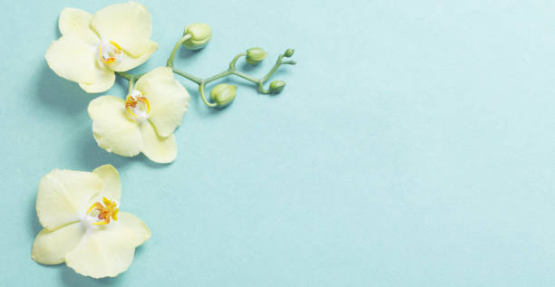 istock yellow orchids on green paper background 1217186595