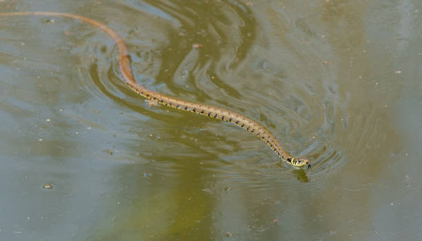 istock Grass snake swimming in a lake 1217186665