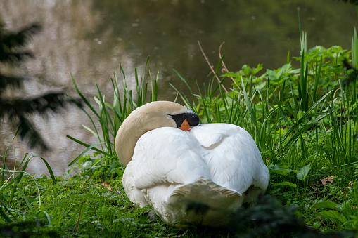 A mute swan asleep beside a lake in Cambrdigeshire.