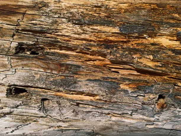 wall of old logs, close-up