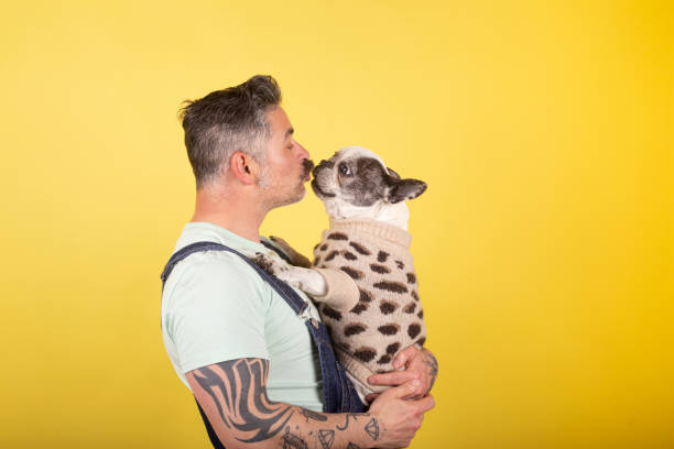 um jovem bonito e maduro beija e abraça sua cadela bulldog francesa. amor entre dono e cachorro. isolado em fundo amarelo. retrato de estúdio. - pets embracing one person portrait - fotografias e filmes do acervo