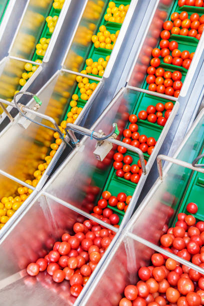 istock Fresh small tomatoes on a green conveyor belt in a greenhouse ready for further processing 1217188249