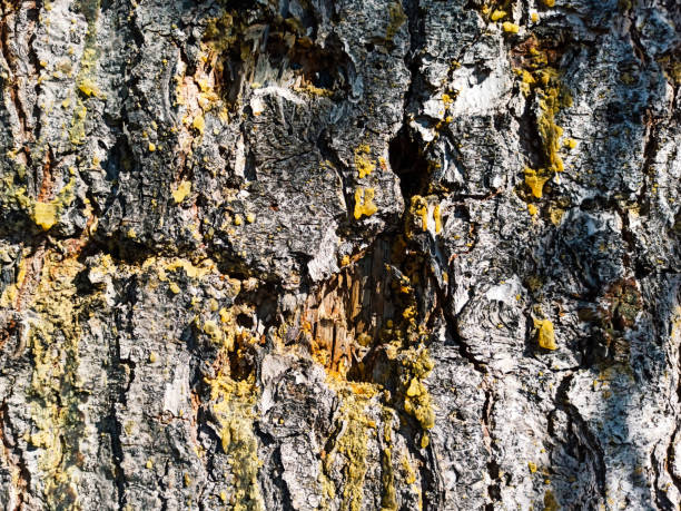 кора дерева с смолой, кедр - cypress tree bark tree wood стоковые фото и изображения