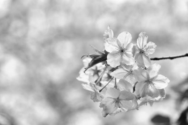 istock Victoria plum blossom flowers 1217188388