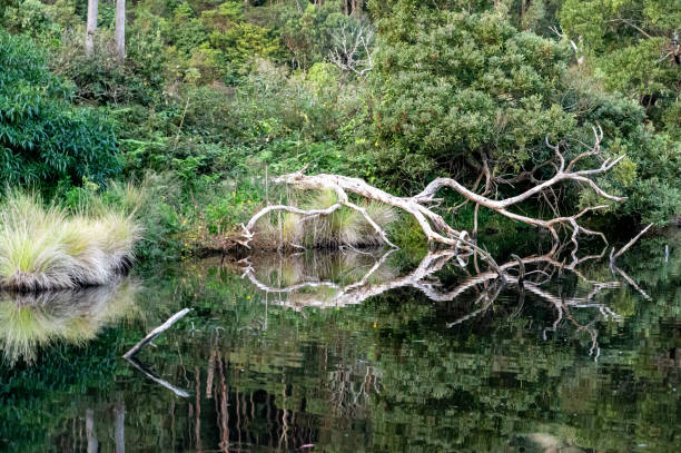 лесные отражения в кеннетт-ривер, великая океанская дорога, австралия - rainforest forest river australia стоковые фото и изображения