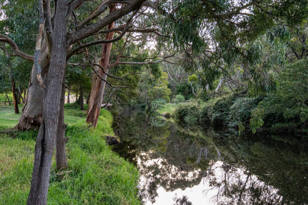 istock Woodland reflections in Kennett River, Great Ocean Road, Australia 1217189082
