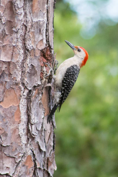 istock Red bellied woodpecker 1217189851