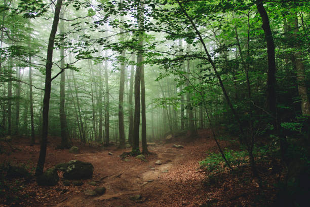 Sun ray filtering through the fog in a colourful beech forest during autumn season.