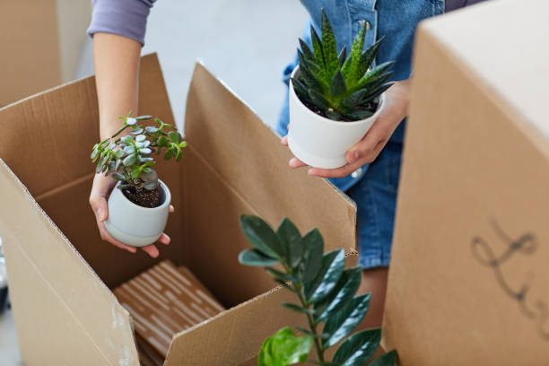 istock Woman Unpacking Boxes with House Decor Plants 1217193576