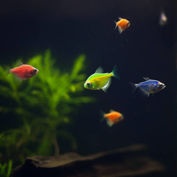 istock Multicolored tropical fishes in aquarium 1217195246