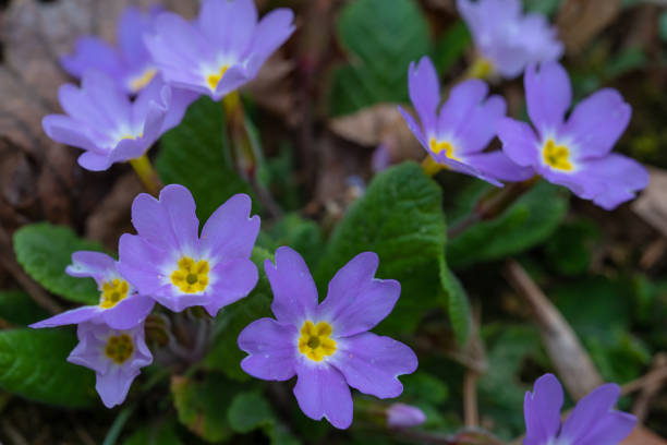 istock Spring flowers grow through dry leaves 1217195564