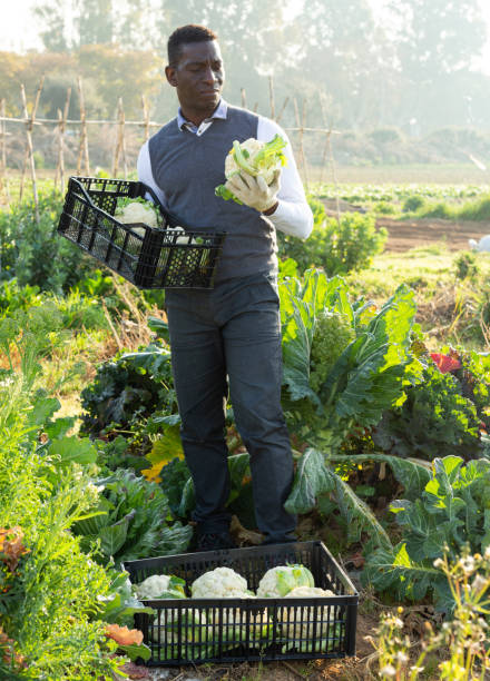 istock Male harvesting cauliflowers 1217196266