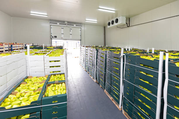 Peppers Warehouse Green Peppers in Boxes Cold Storage Warehouse farm produce storage stock pictures, royalty-free photos & images