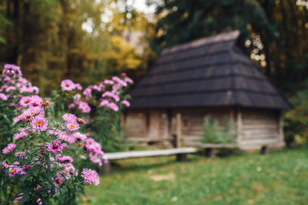 오래된 통나무 집의 배경에 보라색 꽃. - forest hut window autumn 뉴스 사진 이미지