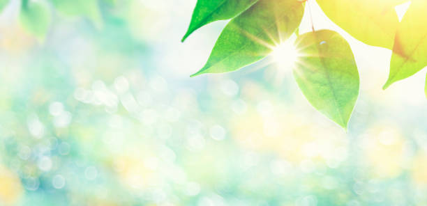 Closeup leaves and sun beam in sunny day with free space from blurred nature background. Nature or summer backdrop. Closeup leaves and sun beam in sunny day with free space from blurred nature background. Nature or summer backdrop. glowing leaves stock pictures, royalty-free photos & images