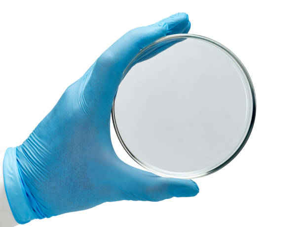 hand in a blue glove holding a glass petri dish. stock photo
