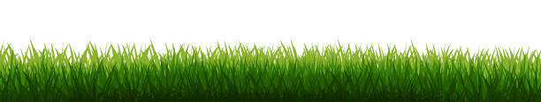 istock Grass field background vector. Green dense juicy lawn grass. Spring Summer. Isolated. Grassland landscape. Meadow. Horizontal Herbs Garden. 1217207594