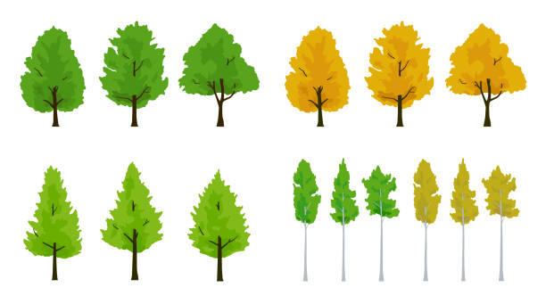 ilustraciones, imágenes clip art, dibujos animados e iconos de stock de conjunto de ilustraciones de arce y ginkgo y árbol de aspen - autumn leaf white background land