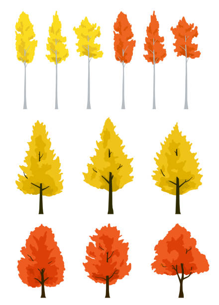 ilustraciones, imágenes clip art, dibujos animados e iconos de stock de conjunto de ilustraciones de hojas de otoño de arce y ginkgo y árbol de aspen - autumn leaf white background land