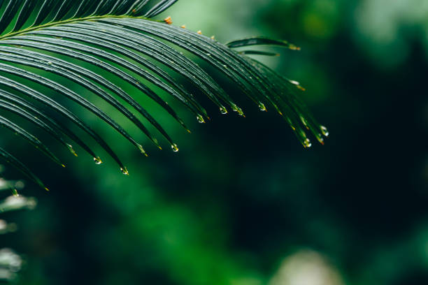 Beautiful palm leaf holds small drops of rainwater. Copy space.Out-of-focus background.Nature and holiday concept