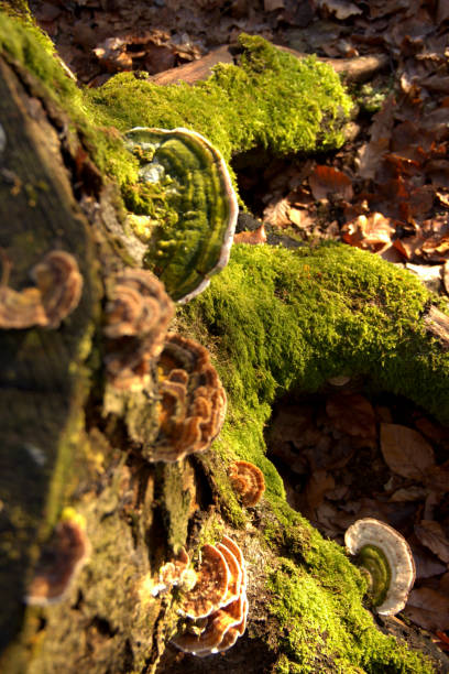 istock smoky bracket on a stump overgrown with moss 1217209521