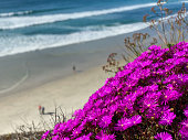 blick-auf-solana-beach-von-der-spitze-der-klippe-mit-lila-blume.jpg?b=1&s=170x170&k=20&c=WLwd5_CTRc7HCXFjeTp84BGVNZxPqzzIvs6i8EbsRF0=