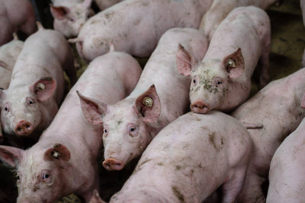 istock Group of pigs in a farm 1217211836