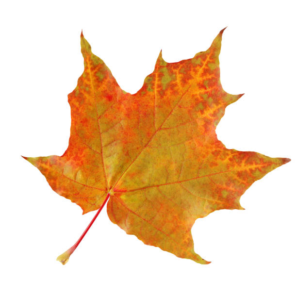 istock one autumn maple leaves isolated on white background. 1217211848