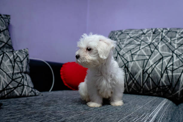 istock Maltese puppy sitting on couch 1217211995